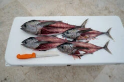 Fillet Knife - Dexter - DEXTER OUTDOORS® UC133-7WS1 7 INCH UR-CUT® MOLDABLE HANDLE FILLET KNIFE WITH SHEATH -Fishing Discount Store Dex Tuna 7in ur cut 2 82136 05ab504a 4bb5 4981 b939 aa15fa46a73e