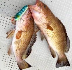 Jointed Swimming Jig - On The Blue - Jigggy 100g -Fishing Discount Store img 7260 09d08a51 3bfd 4ad5 8702 3871080ff003