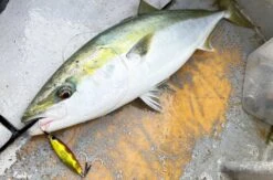 Jig - Hot's - R2 Jig 27 Jig - Hot's - R2 Jig -Fishing Discount Store r2 jig foot 01 6b604ff7 285f 4b99 ad68 46ece5402180