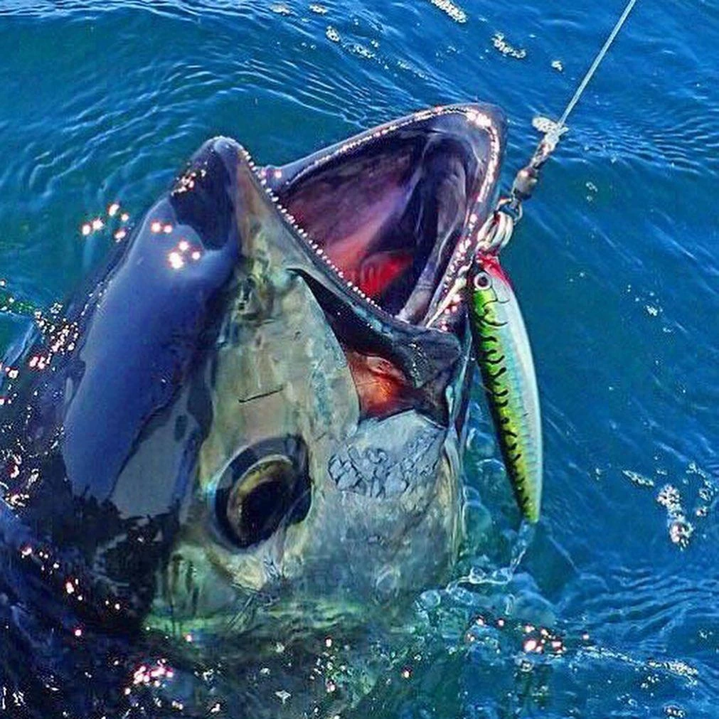 Stickbait - Shimano - Shimano SP Orca Baby 4 Stickbait - Shimano - Shimano SP Orca Baby - Image 2