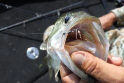 Warm Hook - Decoy - HD Hook Offset Worm 117 -Fishing Discount Store warm hook decoy hd hook offset worm 117 596462